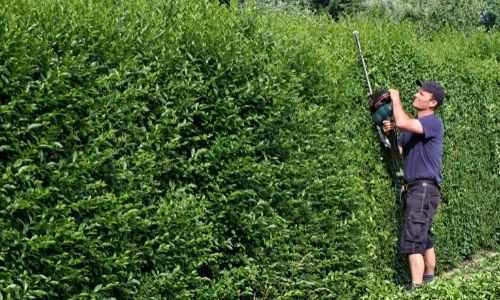 Tuinonderhoud - heggen knippen en gras maaien Apam Ukkel Brussel